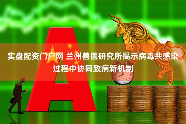 实盘配资门户网 兰州兽医研究所揭示病毒共感染过程中协同致病新机制